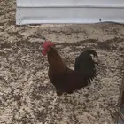 للبيع ديك  فحل