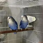 جود روز محلل DNA