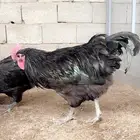تم البيع