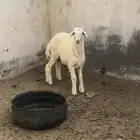 ثلاثة خرفان حري يوجد توصيل