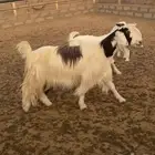 عنز مشروكه تحتها بنتها تنسفط