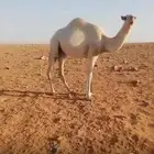 بكره عمرها سنه وحوالي سبع شهور