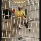 جوز ببغاء صن كنيور منتج