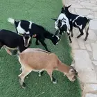 ماعز قزم بيور