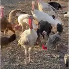 دجاج وديوك رومي