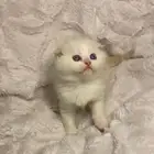 قط قطه سكوتش فولد للبيع