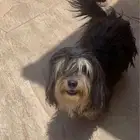 للبيع كلاب شيتزو اب وام وذكر وكتن