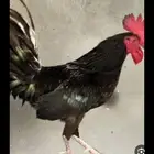 مطلوب ديك أسود كامل