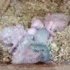 للبيع (5) فروخ صغار تحت رعاية اهاليهم