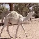 قعود فحل طيب مره حيسوني