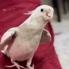 كروان مفقود ضايع الاحساء القرى الدالوه الطريبيل