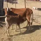 بقرتين منتجه ودافع في 4 اشهر ام ثاني