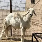 فحل حري مشروط