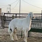 جذع مشروط