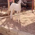 جذعه صنف. تم البيع الله يبارك للمشتري