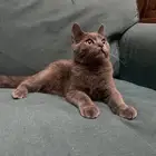 قط للبيع عمره 6 شهور
