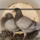 فروخ سلفر