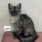 قطط للتبني