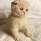 قطط سكوتش فولد للبيع