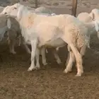 طلي صنف
