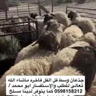 ذبائح نعيم وحري ونجدي حلالنا بلدي فقط موقعنا الدمام