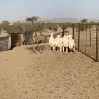 خرفان ورخال ضحايا تم البيع