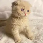 قطط
