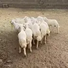 بهم
