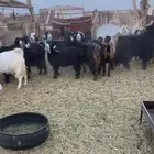 معزا دفيع بعضها مقرب والبعض باقي