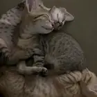 قطط