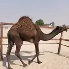 قعود فل شرط