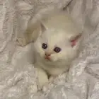 قط قطه للبيع سكوتش