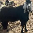 تيس فحل سدس عارضي
