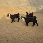 تيوس