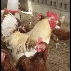 لوهمان براون الماني دم صافي جيل اول مستورد