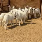 هرافي حري