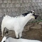 مشروع فحل بيشي
