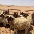 خرفان ورخال للبيع