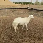 خروف حري مشروط
