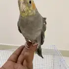 كروان أليف للبيع
