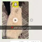 ذبايح النجم بحفر الباطن