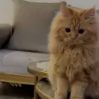 قط ذكر طالب تزاوج