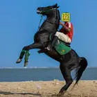 فحل ادهم ليل للتشبيه
