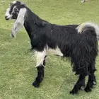 تيس مندي مخصي 6 شهور ( تم البيع )