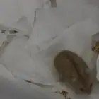 هامستر سعره 25