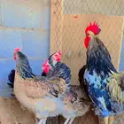 للبيع دجاج تركي