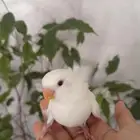 فرخ روز البينو تم البيع