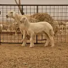 ضان صنف العدد2 يتبعها 2 من البهم