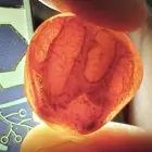 حجاره عقيق يماني دموي مصور الفظ جلاله قديمه