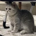 كيتن للتبني سكوتش سلفر بلو